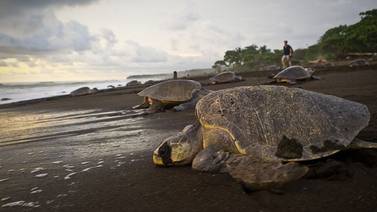  Caza legal mata a 42.000 tortugas marinas cada año 