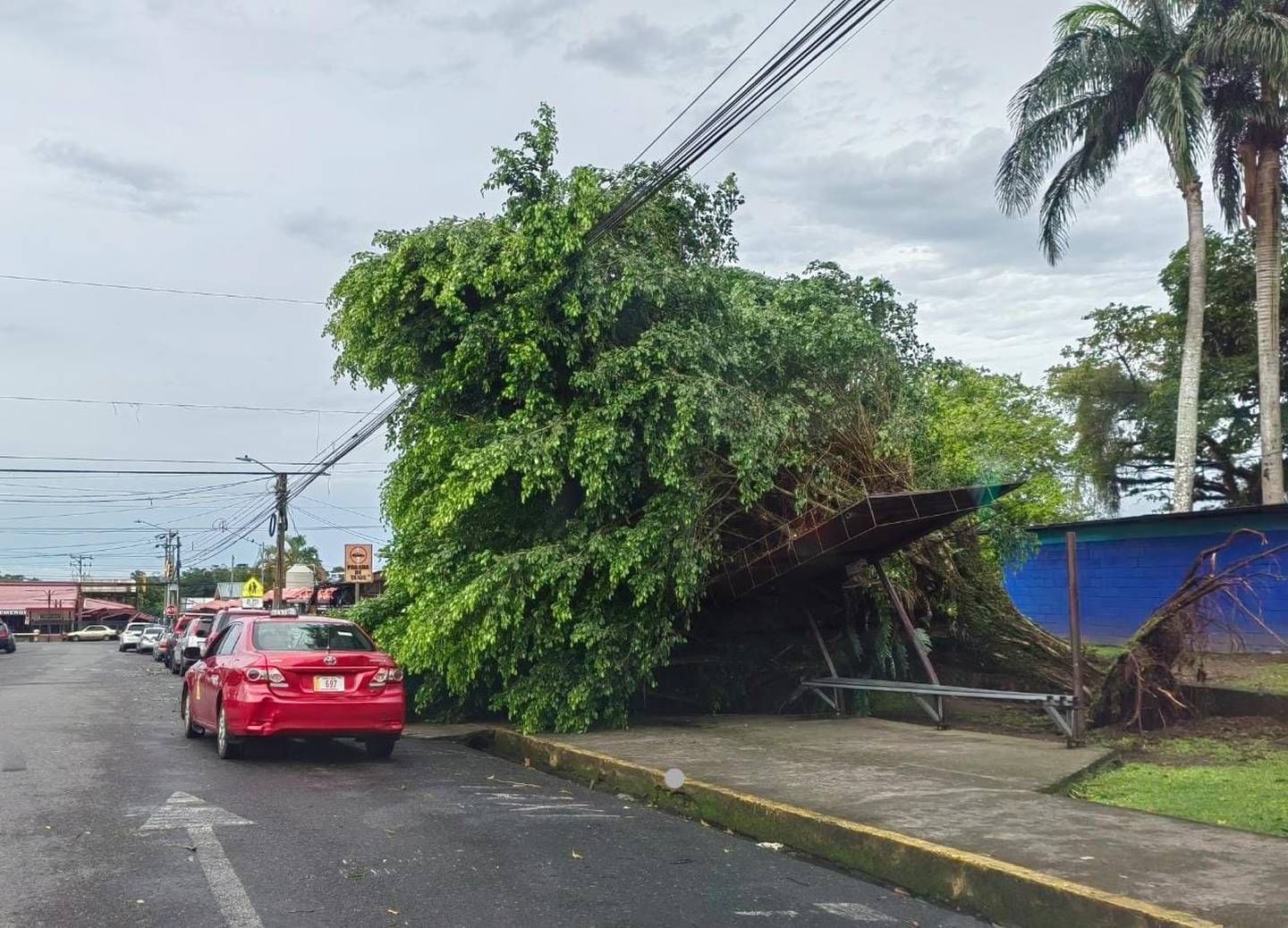 Este árbol de sotacaballo fue derribado  por el viento al costado oeste de las escuelas central de Guápides.
Varias personas se encontraban en la parada de bus entre ellos taxistas.que estuvieron a punto de salir heridos. Foto: Reiner Montero.