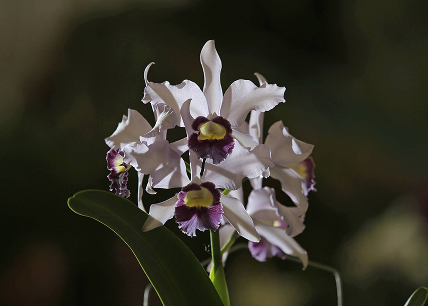 Más de 2.000 orquídeas se expondrán este fin de semana en la Clínica  Bíblica | La Nación