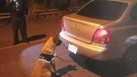 Perro entrenado descubre ¢6 millones en efectivo escondidos en puerta de automóvil  