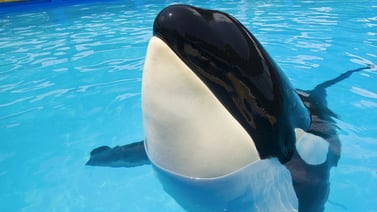 Seaquarium de Miami demandado por condiciones de cautiverio de la orca Lolita
