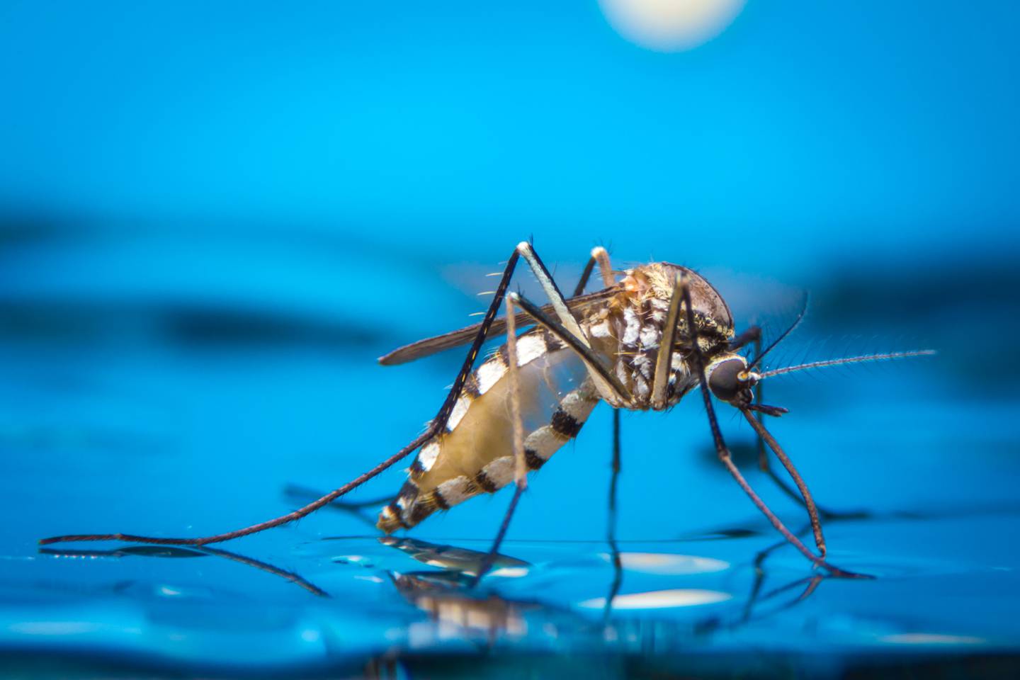 El dengue es una enfermedad endémica de zonas tropicales que provoca fiebres altas, dolores de cabeza, náuseas, vómitos, dolor muscular y, en los casos más graves, hemorragias que pueden causar la muerte.