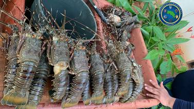 Cuatro sujetos pescaban langostas en zona protegida de Guanacaste
