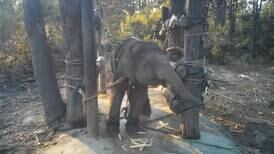 Desgarradoras imágenes de elefantes maltratados para el turismo en Tailandia 