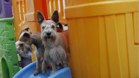 Doggo Fest: el festival para asistir con los perritos y crear conciencia contra el maltrato animal