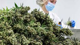 El cannabis alemán, impaciente por crecer
