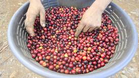 Hoy hace 50 años: Costa Rica gestionaba venderle café a los rusos