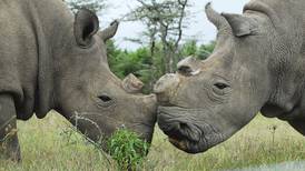 Fecundación in vitro salvaría a rinoceronte