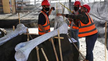 Fotos: Esqueletos de un centenar de mamuts quedan al descubierto durante construcción de aeropuerto en México