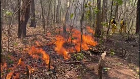 Vecinos de Isla de Chira provocaron incendios forestales, denuncia Cuerpo de Bomberos