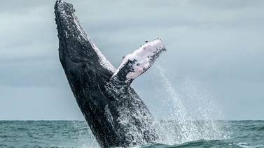 Primeros ancestros de las ballenas llegaron al Pacífico hace más de 40 millones de años