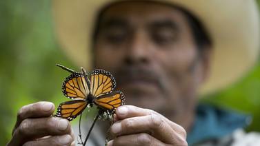 Migración de mariposas monarca se cuadruplicará este año 