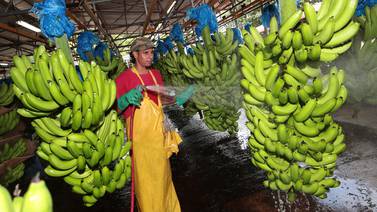Productores de banano rechazan intención de rebaja de precios en supermercados europeos