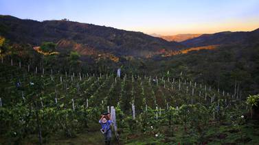 Productores de uva se decantan por fabricar vinos