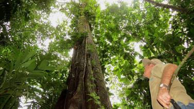 11 especies de árboles podrían estar extintas