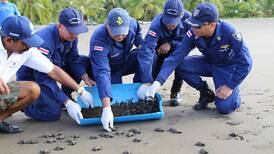 Vecinos de la isla Palo Seco y guardacostas liberan 103 tortugas al oceáno Pacífico