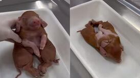 El extraño caso de un cerdo que nació con ocho patas y dos cuerpos en Brasil