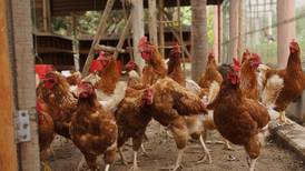 Costa Rica reanuda exportaciones de productos avícolas a Nicaragua y Honduras