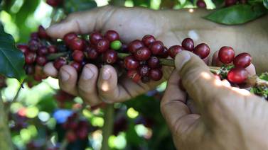 Costa Rica importará este año el 50% del café de consumo interno