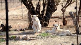 Diputados sudafricanos buscan prohibir la cría de leones para la caza