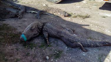 Mueren 124 cocodrilos cuando los trasladaban de una ciudad a otra en México