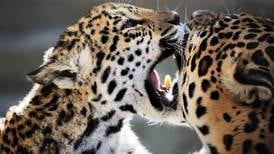 Cámaras trampa revelan relación entre madres y crías de jaguar en Tortuguero