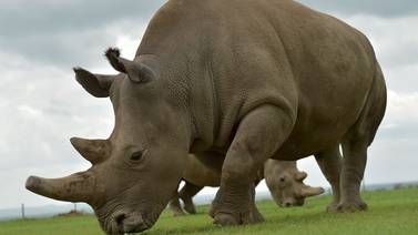 Muere en Kenia el último ejemplar macho de rinoceronte blanco del norte
