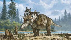 Descubiertos dos nuevos dinosaurios cornudos