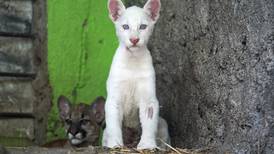 Conozca la puma albina que asombra en un zoológico de Nicaragua 