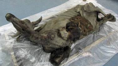 Científicos hallan momia de bisonte de 9.000 años en Siberia