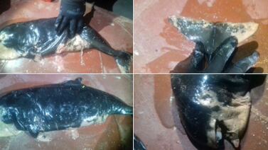 Cadáver de vaquita marina aparece en golfo de California; ya solo quedan unos 30 ejemplares