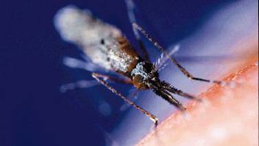 ¿Cómo se transmite la malaria?