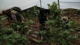 Montañas de zona sur ocultaban 11.000 matas de marihuana