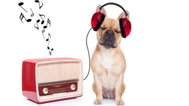 Las mascotas tienen su programa de radio 
