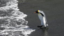 El pingüino rey está en peligro por el cambio climático