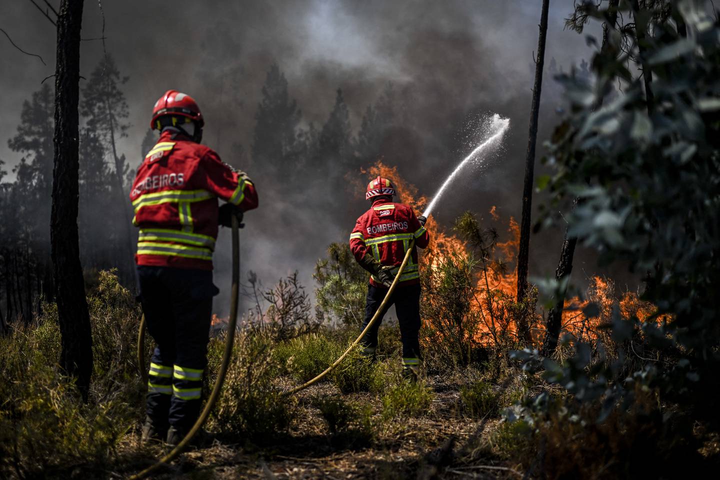 Más de 1000 bomberos combatieron hoy un incendio forestal en el centro de Portugal mientras las autoridades advirtieron que miles de hectáreas estaban en riesgo en medio de las altas temperaturas en todo el país.