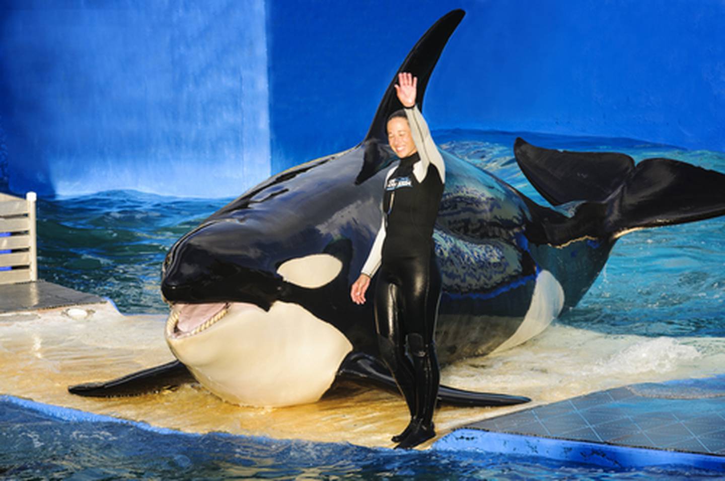 Muerte de la orca Lolita en Miami.