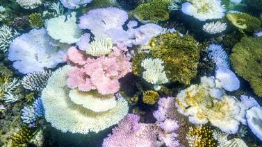 Gran Barrera de Coral de Australia enfrenta su peor blanqueamiento jamás registrado