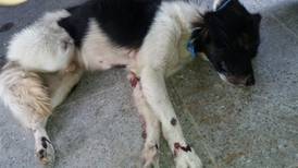 Vecino de Pococí amarra a su perro a bicimoto, lo arrastra 150 metros y le causa graves lesiones en piel