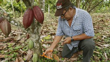 Cacao resurge en manos de pequeños productores con  plantaciones más resistentes