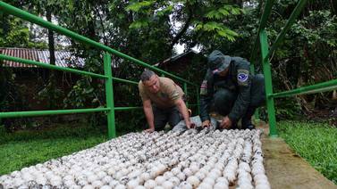 Autoridades recuperan 710 huevos de tortuga y aprehenden a dos sospechosos de saquear nidos en Tortuguero