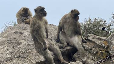 Los traviesos macacos lo esperan en Gibraltar