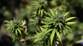Cámara Baja de Estados Unidos vota en favor de despenalizar uso del cannabis