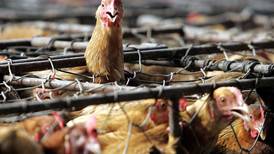 Italia sacrifica 18 millones aves de corral por gripe aviar