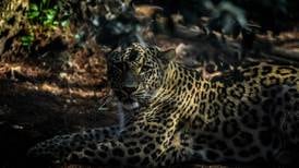 Zoológico de Lisboa reporta el nacimiento de tres leopardos de Persia que están en peligro de extinción