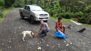 Cuatro clínicas ambulantes darán atención veterinaria a animales en zonas afectadas por huracán Otto