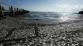 Peces del golfo de Nicoya murieron por alta temperatura y falta de oxígeno