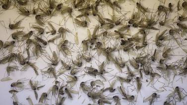 Mosquito Culex también sería transmisor del zika