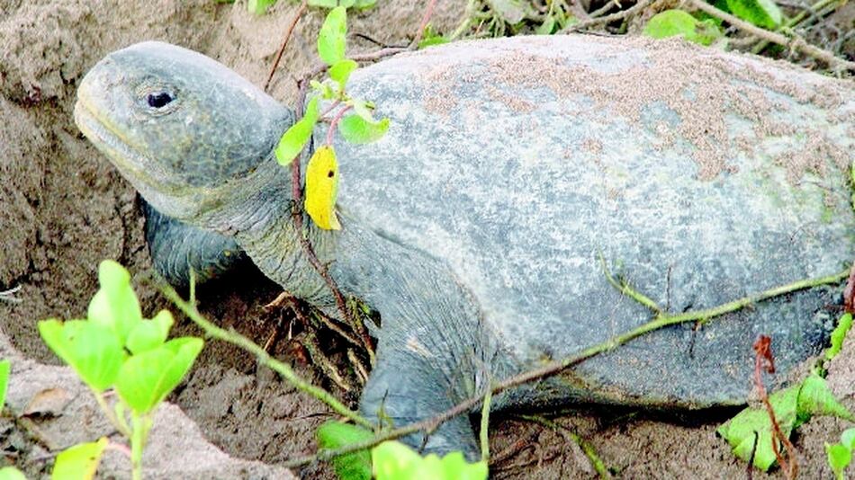Tortugas baula y lora visitan costa