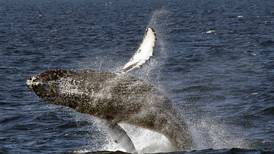 Ruido de los buques altera hábitos alimenticios de ballenas